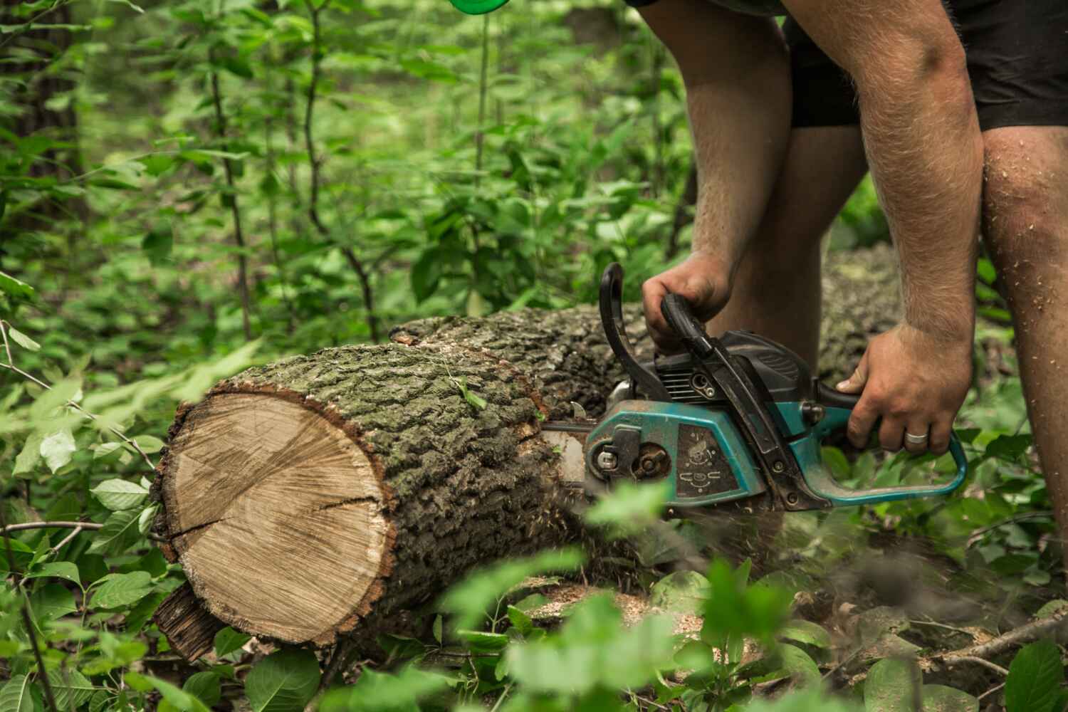 Best Stump Grinding Near Me  in Chelsea, MI